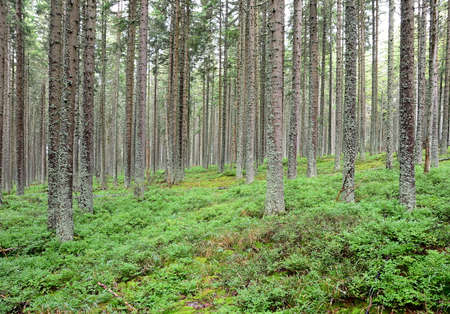 Forest with many trees and green blueberry bushes in Sumava national park.の写真素材