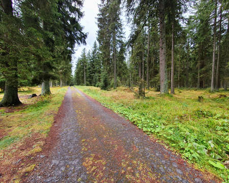 Tourist path in the forest with many trees in Sumava national park.の写真素材