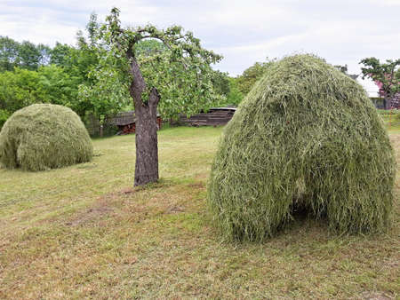 Rural scenery of country garden with haystacks made after cut grass and raking hay.の写真素材