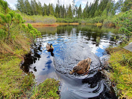 A closeup wide angle view of group of ducks in the water of Sumava National Park peat bog.の写真素材