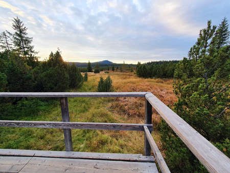 A view over tourist wooden path in peat bog near Kvilda village in Sumava National Park.の写真素材