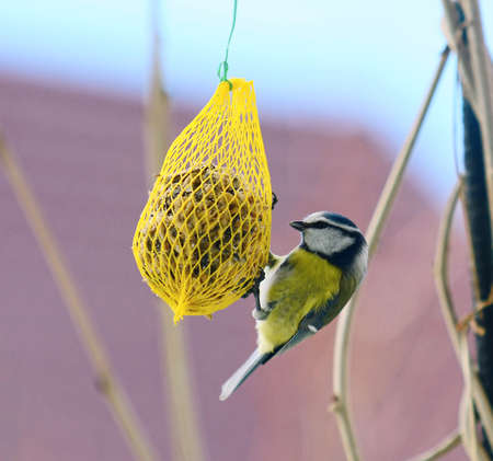 Closeup of Cute Great Tit Bird (Cyanistes Caeruleus) Hanging on Net Suet Feeder.の写真素材