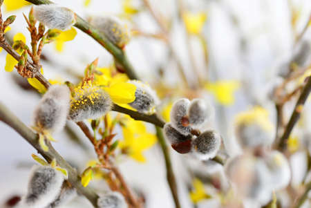 Spring Easter willow branches with small silvery fur buds, also known as pussy willow.