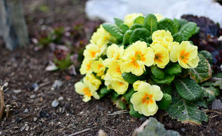 Bunch of yellow primula veris plants growing from soil in the garden. Primula veris closeup.の写真素材