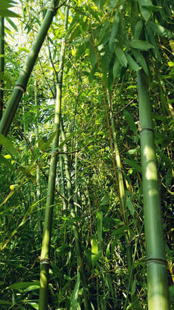 A view of bamboo forest with sunlight.の写真素材
