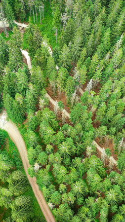 Aerial top down view of green forest with tourist paths.