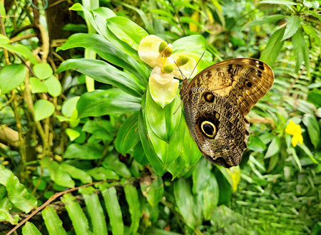 Caligo Memnon giant butterfly pollinating plant. Closeup of Caligo Memnon butterfly on bloom in...