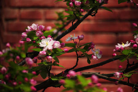 Begonia flower