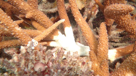 coral disease found at coral reef area at Tioman island