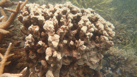 Beautiful coral found at coral reef area at Tioman island, Malaysia