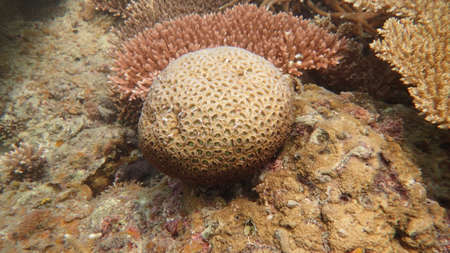 Beautiful coral found at coral reef area at Tioman island, Malaysiaの写真素材