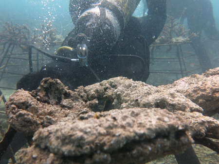 The coral frame with artificial live rock and coral fragment in coral reef area in Malaysiaのeditorial素材