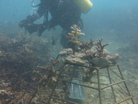Malaysia, 3 March 2019 - Diver do a survey for conservation work in the oceanのeditorial素材