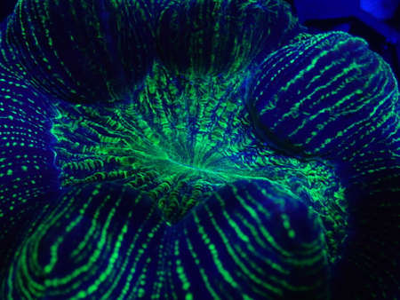 The beautiful coral under ultraviolet light found at deep water at Malaysiaの写真素材