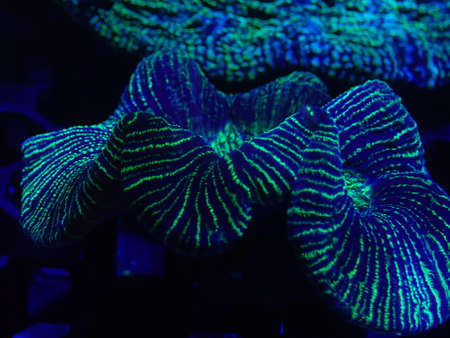 The beautiful coral under ultraviolet light found at deep water at Malaysiaの写真素材