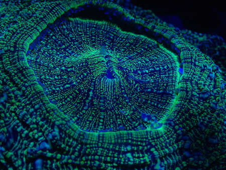 The beautiful coral under ultraviolet light found at deep water at Malaysiaの写真素材