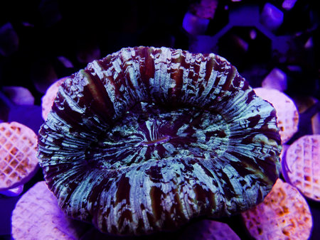 The beautiful coral under ultraviolet light found at deep water at Malaysiaの写真素材