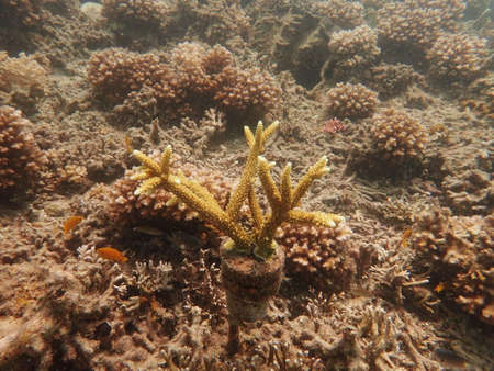 Coral transplant at coral nursery area in Marine park Redang, Malaysiaの写真素材