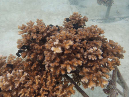 Coral transplant at coral nursery area in Marine park Redang, Malaysiaの写真素材