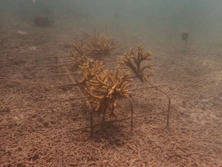 Coral transplant at coral nursery area in Marine park Redang, Malaysiaの写真素材