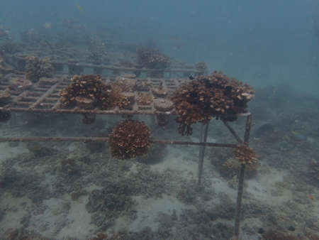 Coral transplant at coral nursery area in Marine park Redang, Malaysiaの写真素材