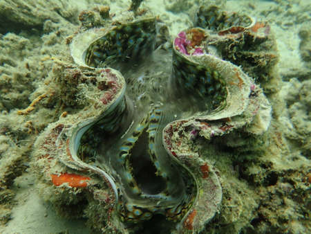 Coral transplant at coral nursery area in Marine park Redang, Malaysia