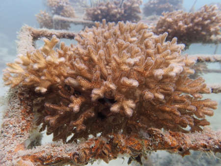 Coral transplant at coral nursery area in Marine park Redang, Malaysiaの写真素材