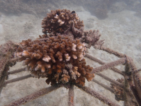 Coral transplant at coral nursery area in Marine park Redang, Malaysiaの写真素材