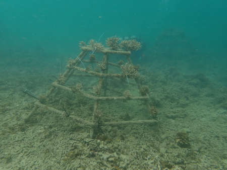 Coral transplant at coral nursery area in Marine park Redang, Malaysiaの写真素材