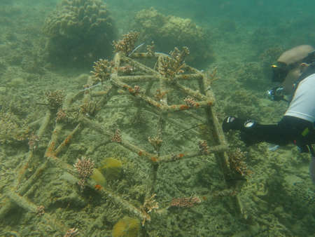 A divers transplanting a coral fragment at coral nursery area in Marine park