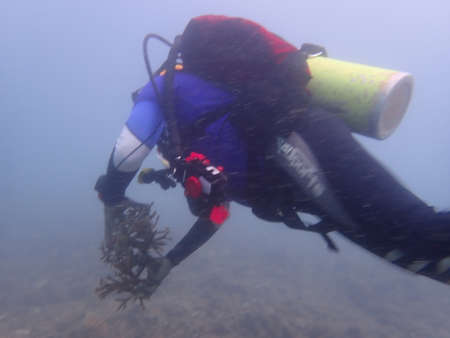 A divers transplanting a coral fragment at coral nursery area in Marine park