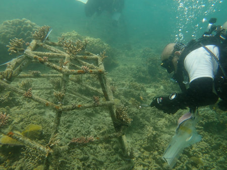 A divers transplanting a coral fragment at coral nursery area in Marine parkの写真素材