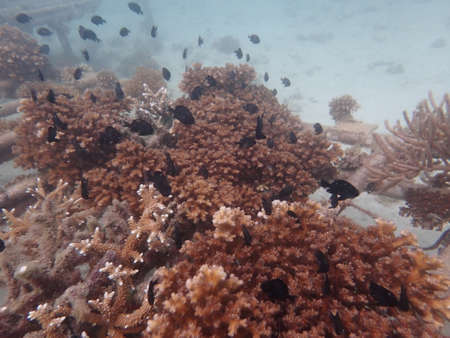 Coral transplant at coral nursery area in Marine park Redang, Malaysiaの写真素材