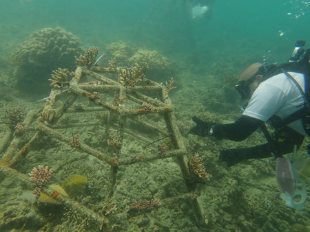 A divers transplanting a coral fragment at coral nursery area in Marine parkの写真素材