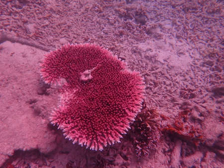 Coral transplant at coral nursery area in Marine park Redang, Malaysiaの写真素材
