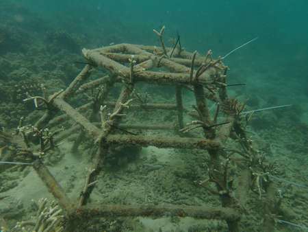 Coral transplant at coral nursery area in Marine park Redang, Malaysiaの写真素材