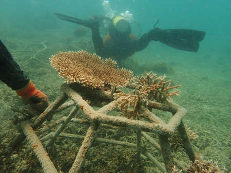 A divers transplanting a coral fragment at coral nursery area in Marine parkの写真素材