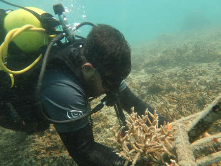 A divers transplanting a coral fragment at coral nursery area in Marine parkの写真素材