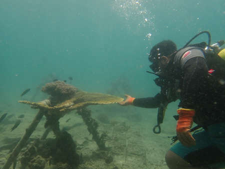 A divers transplanting a coral fragment at coral nursery area in Marine parkの写真素材