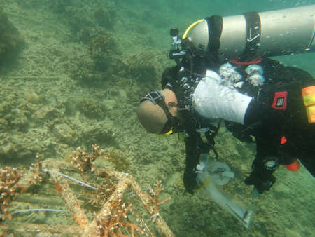 A divers transplanting a coral fragment at coral nursery area in Marine parkの写真素材