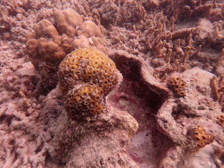 Coral transplant at coral nursery area in Marine park Redang, Malaysiaの写真素材