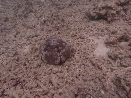 Coral transplant at coral nursery area in Marine park Redang, Malaysiaの写真素材
