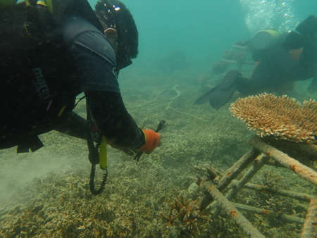 A divers transplanting a coral fragment at coral nursery area in Marine parkの写真素材