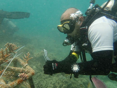 A divers transplanting a coral fragment at coral nursery area in Marine parkの写真素材