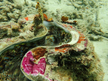 Coral transplant at coral nursery area in Marine park Redang, Malaysiaの写真素材