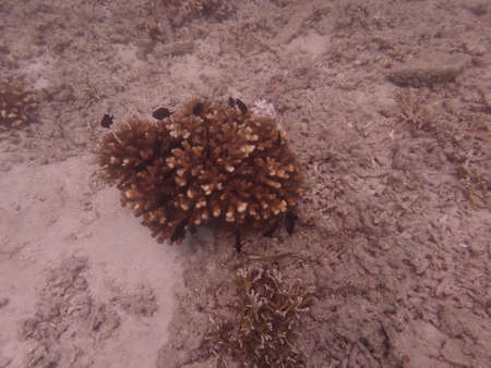 Coral transplant at coral nursery area in Marine park Redang, Malaysiaの写真素材