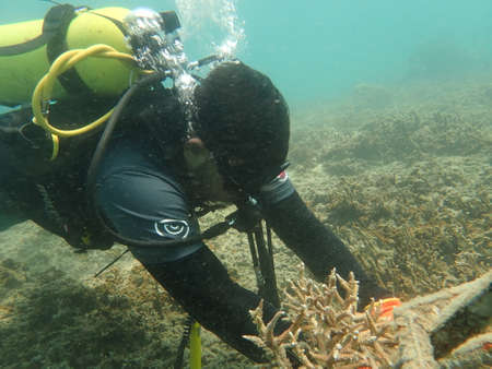 A divers transplanting a coral fragment at coral nursery area in Marine parkの写真素材