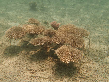 Coral transplant at coral nursery area in Marine park Redang, Malaysiaの写真素材