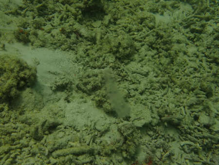 Coral transplant at coral nursery area in Marine park Redang, Malaysiaの写真素材