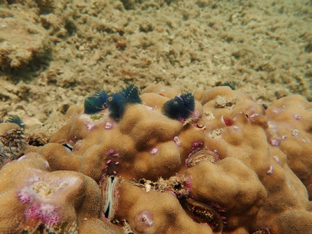 Coral transplant at coral nursery area in Marine park Redang, Malaysiaの写真素材